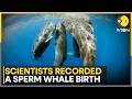 Deep Sea Cameras Capture Rare Sperm Whale Birth, Reveal Hidden Whale Behavior | WION