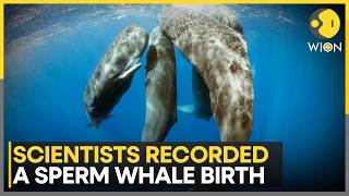 Deep Sea Cameras Capture Rare Sperm Whale Birth, Reveal Hidden Whale Behavior Wion