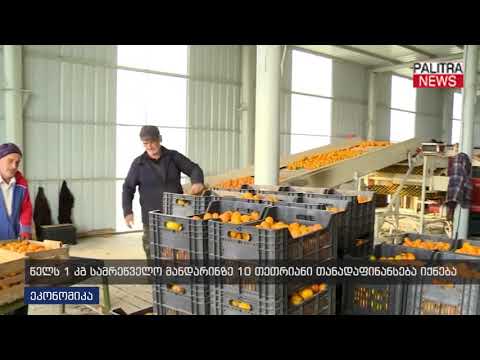 წელს 1 კგ სამრეწველო მანდარინზე 10 თეთრიანი თანადაფინანსება იქნება