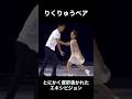 【再編集】りくりゅう💖とにかく度肝抜かれたエキシビジョン #りくりゅう #オリンピック