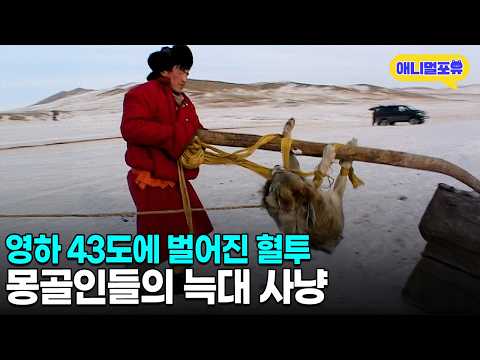 몽골인들이 한파 속에서 늑대를 사냥하는 이유ㅣKBS VJ 특공대 060210 방송