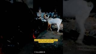DAY 199 WERRY BIG SIZE AND HEAVY WEIGHT GOAT ADAJAN GORAT ROAD RANDER SURAT #shorts#vlog#surat#viral