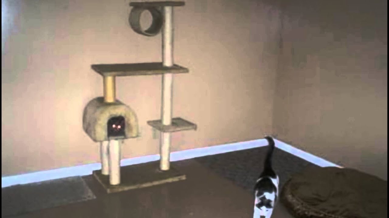 my spoiled pet resort and spa