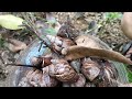 cómo eliminar los caracoles africanos