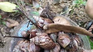 cómo eliminar los caracoles africanos