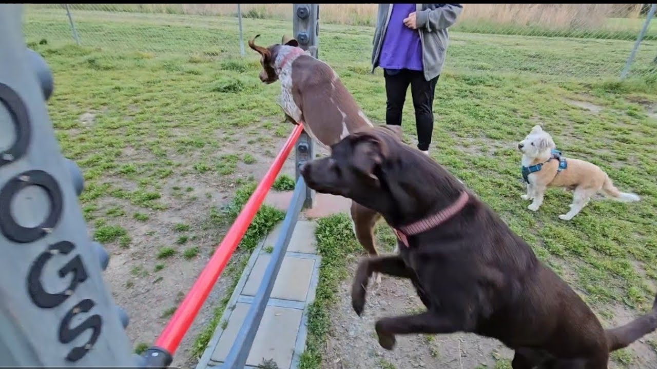 dixie-akc-trick-dog-novice-youtube