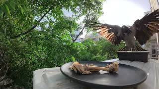 Wild Crow Visits My Window for a Chicken Dinner! 🍗