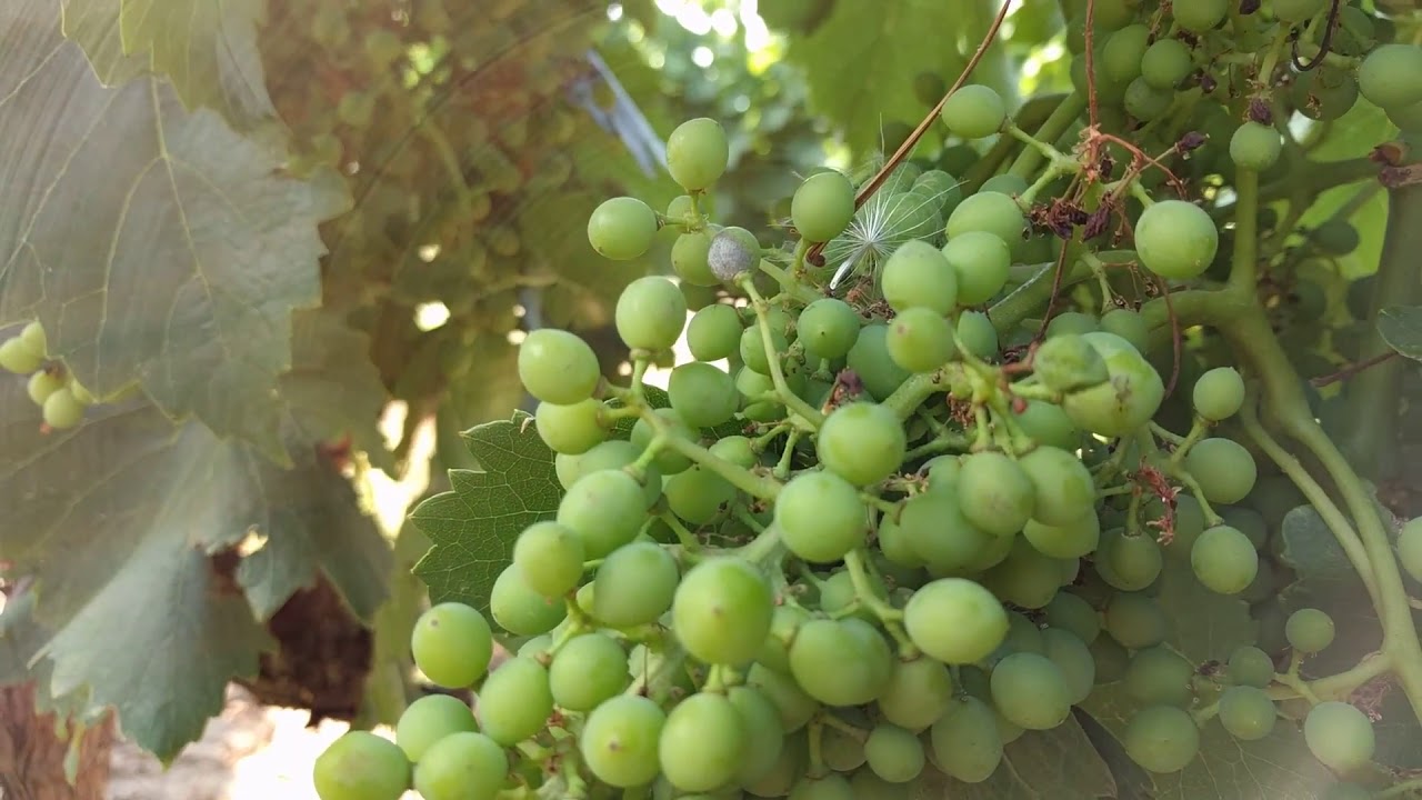 Tratamiento Curativo Oídio en Viña