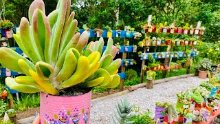 COMO CULTIVO SUCULENTAS EM LATAS