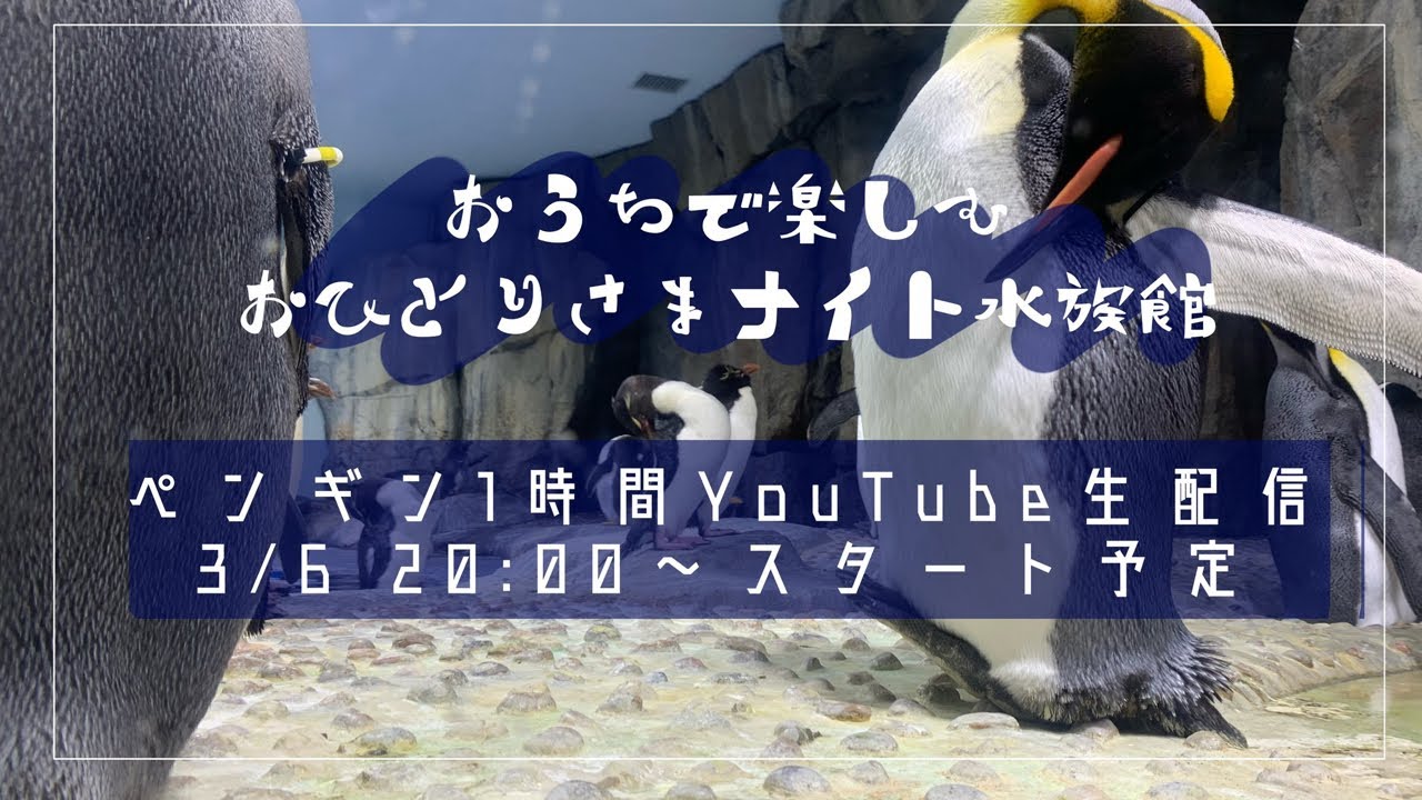 【ペンギンひたすら1時間配信】おうちで楽しむおひとりさまナイト水族館