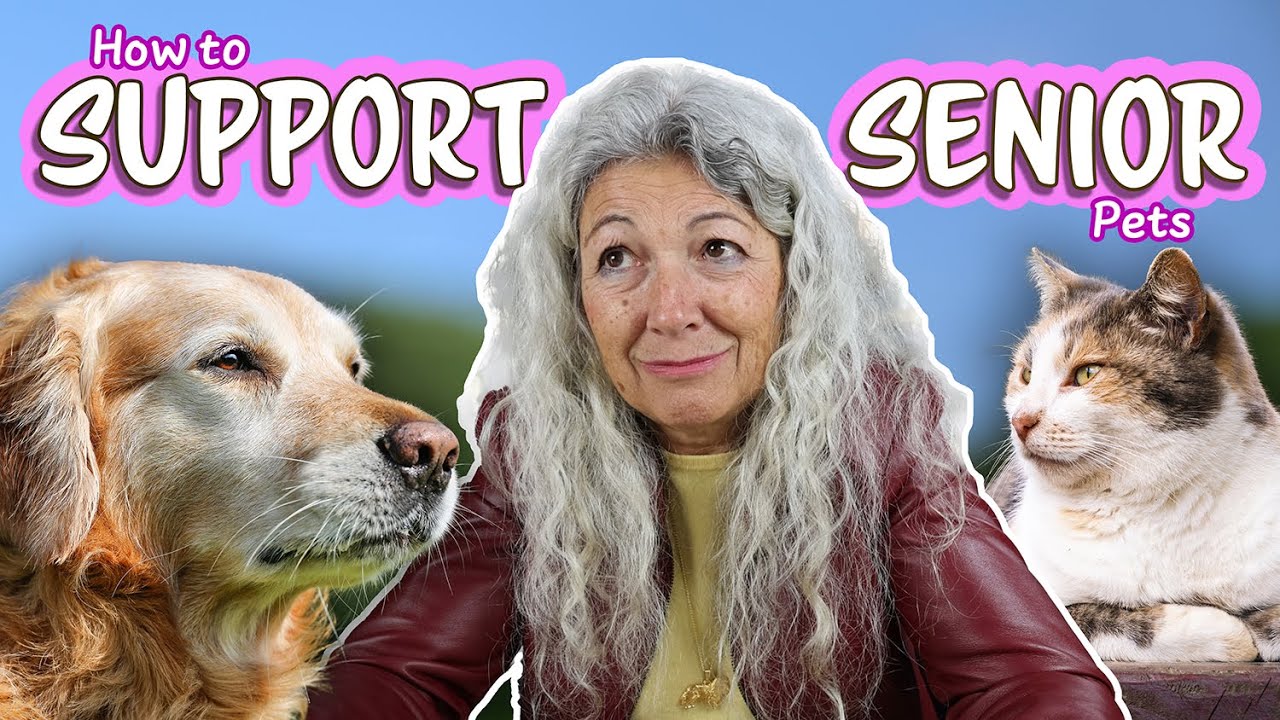 How to Support Your Senior Pets - YouTube