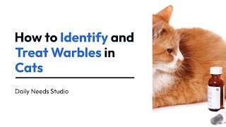 How To Identify And Treat Warbles In Cats Daily Needs Studio
