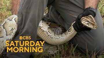 Efforts underway to hunt invasive Burmese pythons in Florida