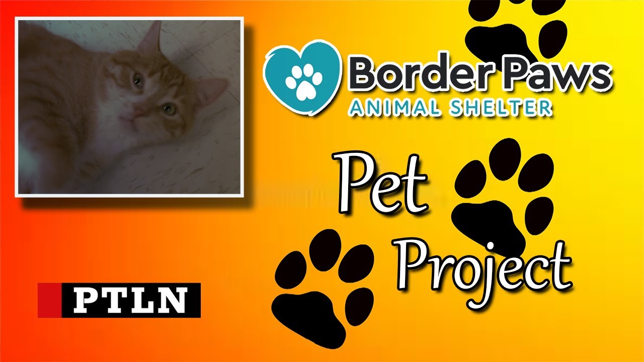 Paws Feature Weekly Border Paws feature - YouTube