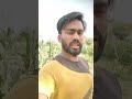 poineer PHB 71 DHAN KI JANKARI