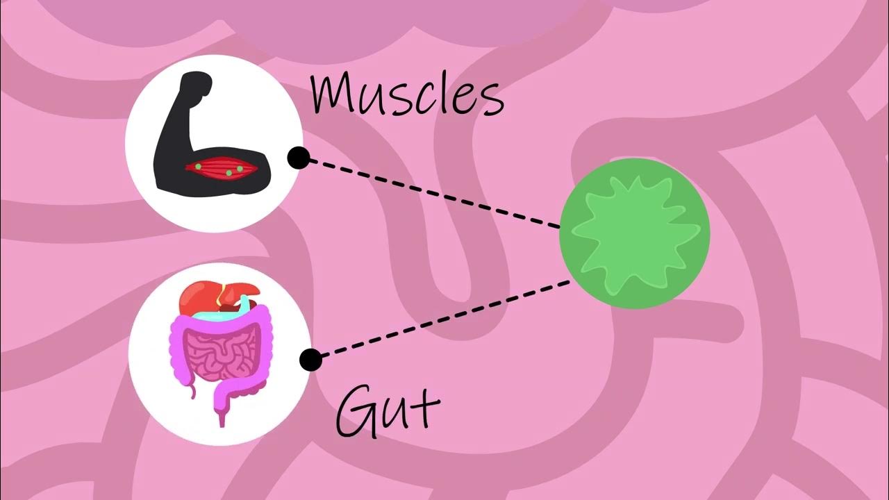 Bacteria in digestion Physiology Biology FuseSchool YouTube