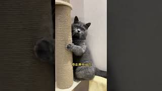 Angry Cat Destroy My Tv