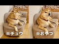 ママのチュウよりおやつを選んでしまった柴犬