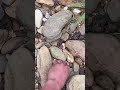 Everything You Touch Becomes Mine😅 #shortviral #funnydogs #cute