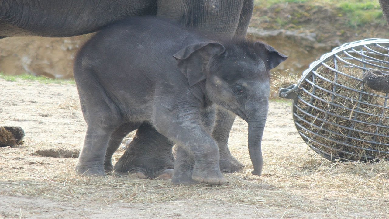 Elephant D Asie Bebe Malee Olifant Kalfje Elephant Calf Pairi Daiza 19 Youtube