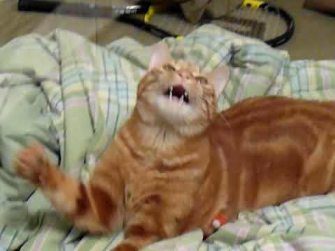 funny-orange-cat
