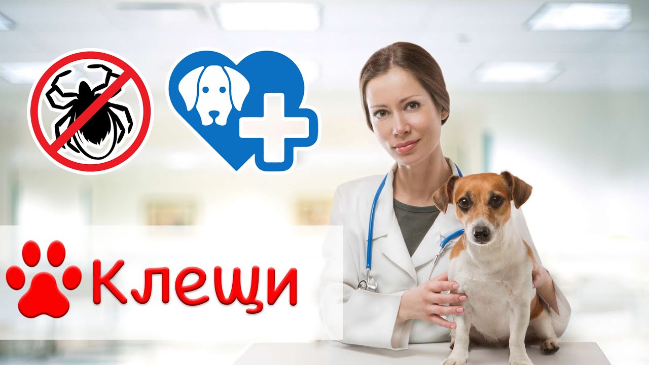 Что делать, если Вашу собаку укусил клещ ? - YouTube