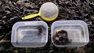 Rockpooling responsibly