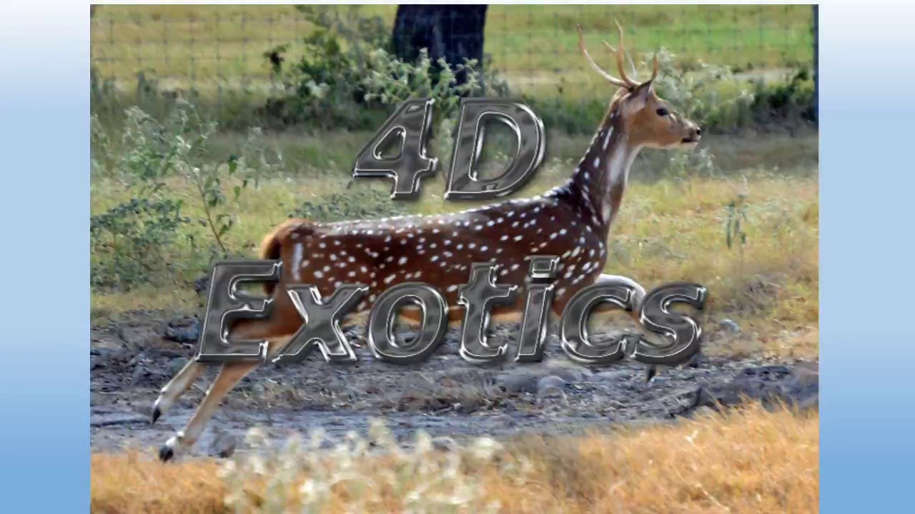 4 D Exotic Ranch For Sale - YouTube
