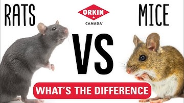 What is the Difference Between Mice and Rats | Orkin Canada