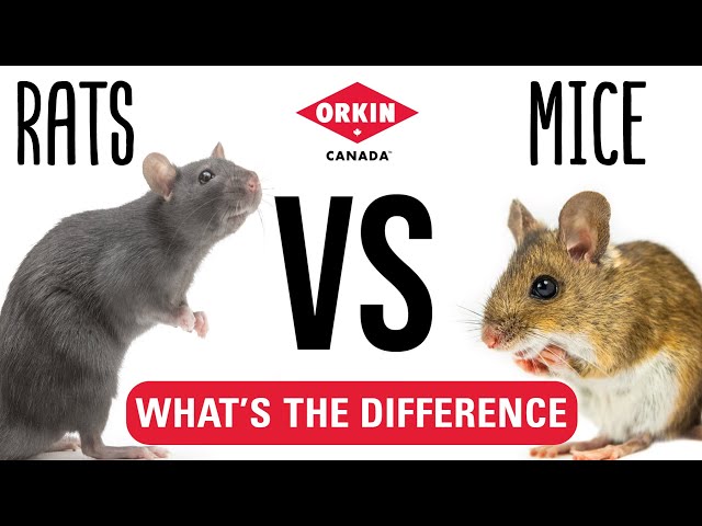 What is the Difference Between Mice and Rats