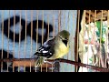 Burung Cipoh Paling Gacor Gak Ada Obat Ampuh Untuk Masteran Mp3 - Mp4 Download