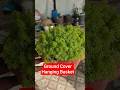 Hanging Basket Plant #hangingplants #hangingpot #gardeningideas #shortvideo