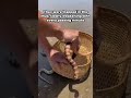 Everyone Was Afraid… But He Saved These Stranded Sea Snakes