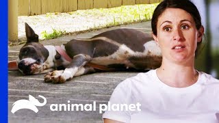 Lizzy And Moe Rescue Dog Who Is Too Sick To Move | Pit Bulls & Parolees