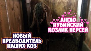 Англо-нубийский козлик. Комолые тоже бывают