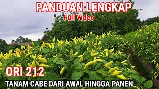 Download Lagu PANDUAN LENGKAP‼️TANAM CABE DARI AWAL HINGGA PANEN MP3