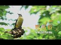 『野鳥浴』トレーラー・本編 ver.