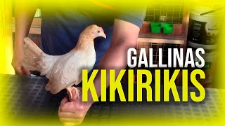 KIKIRIKIS | GALLINAS KIKIRIKIS | KIKIRIKIS PERU🐔