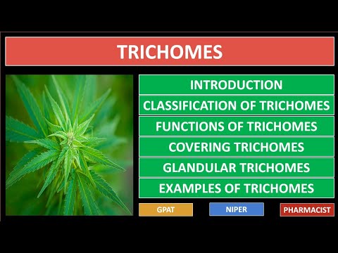 TRICHOMES | PHARMACOGNOSY | FUNCTIONS | TYPES | CLASSIFICATION WITH EXAMPLES | GPAT-2021 | NIPER