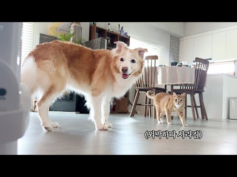 고양이가 집에서 실종되고 충격먹은 엄빠를 본 강아지의 반응…(진짜 놀람)