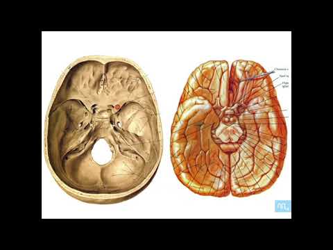 Vidéo: Différence Entre L'hypophyse Et La Glande Pinéale