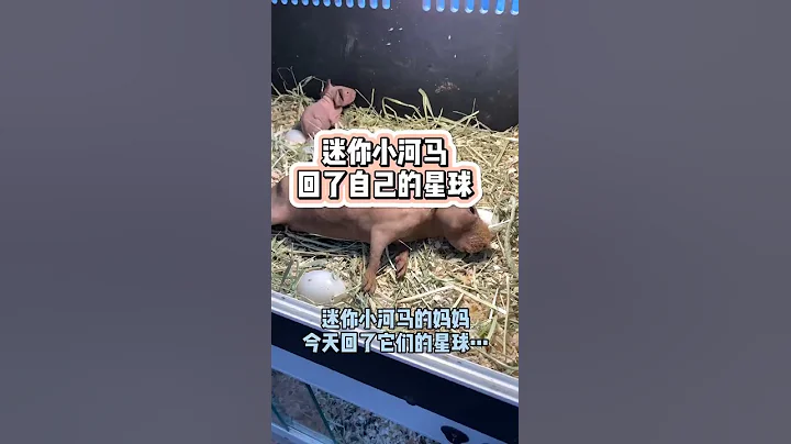 #Short #Mouse 再见了我的好友！ - 天天要闻