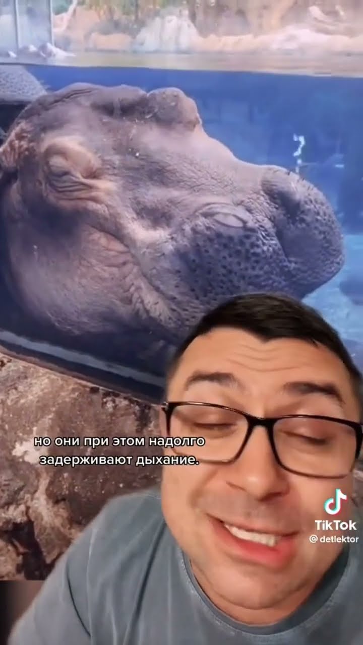 Как бегемот дышит под водой?