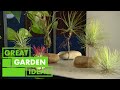 How to Grow and Care For Air Plants | GARDEN | Great Home Ideas