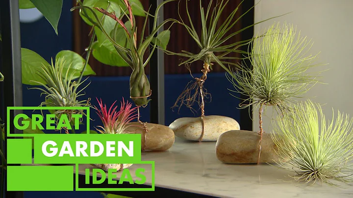 Descubra como cultivar plantas aéreas em casa e no jardim