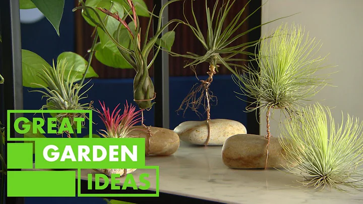 ¡Descubre cómo cultivar y cuidar plantas de aire en casa!