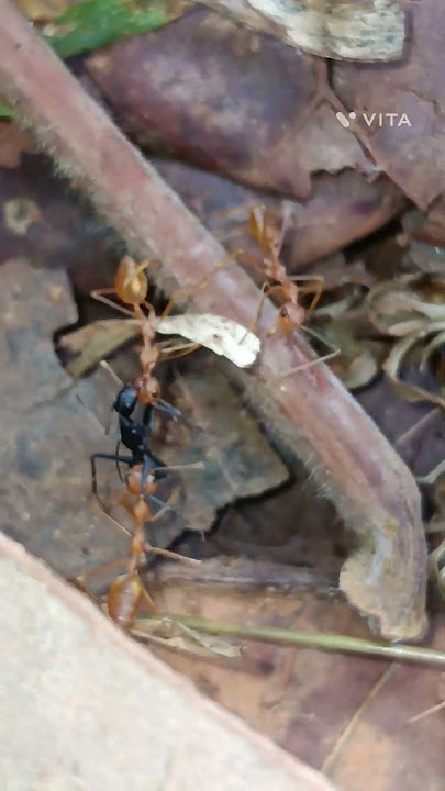 carebara ants with queen alates