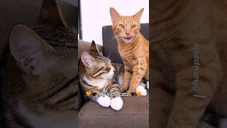 My kitty cats 🖤🧡 (sound by Aphmau) My kitty cats 🖤🧡 (sound by Aphmau)