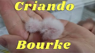 Criando Bourke