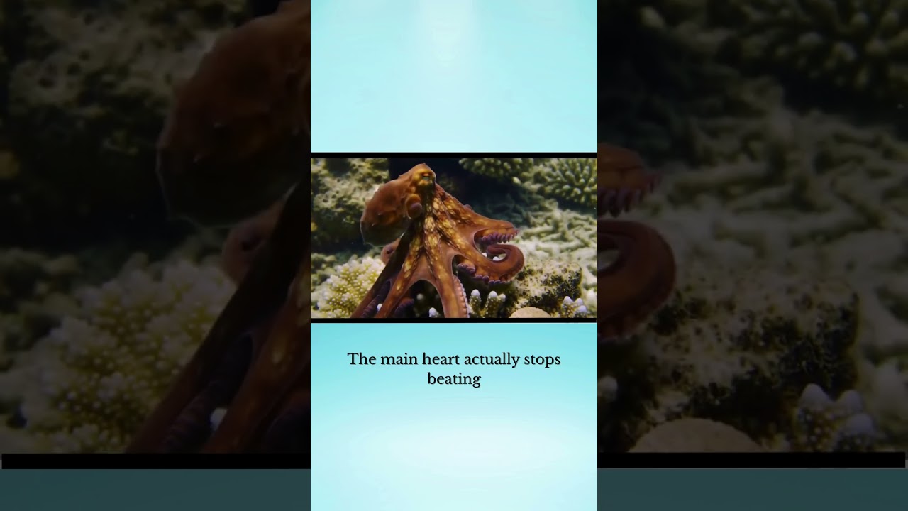 Did You Know This About Octopuses? 🐙 | Amazing Trivia 